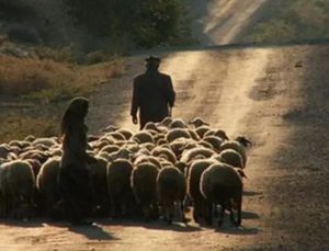 Erzincan’da 20 bin TL’ye yerli çoban bulunamadı