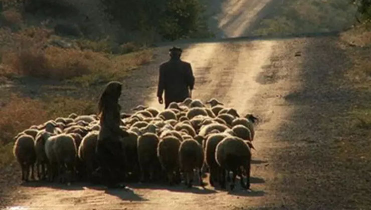 Erzincan’da 20 bin TL’ye yerli çoban bulunamadı